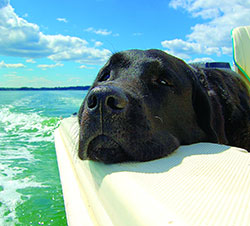 Boating Dog Tips