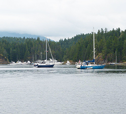 Squirrel Cove