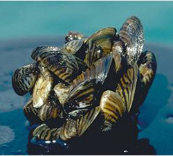 Invasive Species