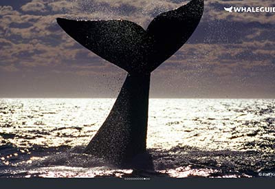 WhaleGuide