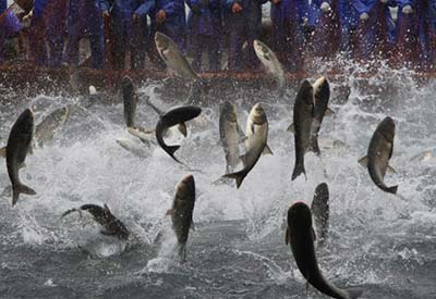Carp