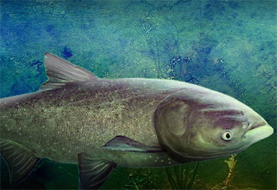 Asian Carp