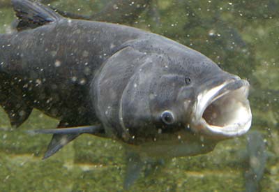Asian Carp Great Lakes