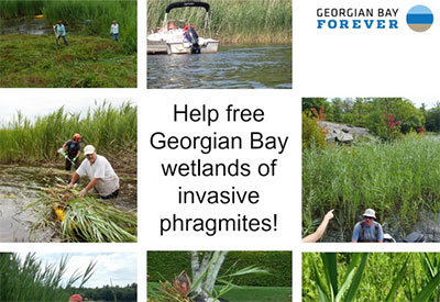 Phragmites