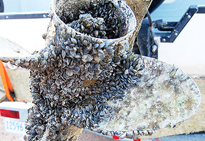 Zebra Mussels