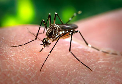 Zika Virus