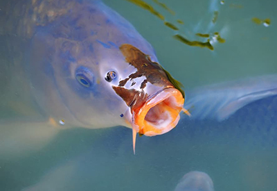 Carp