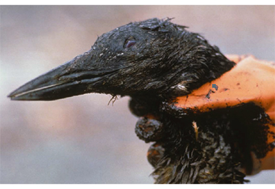 Oil Spills
