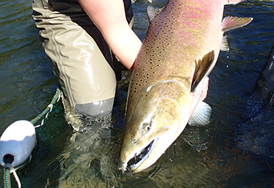 Salmon Enhancement
