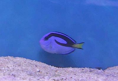 Dory Blue Tang