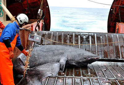 Greenland Shark