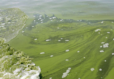 Lake Erie Algae