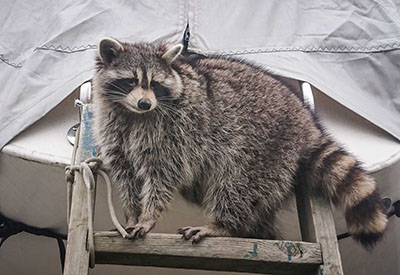 Racoons Back 1