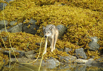 POTW Wolf