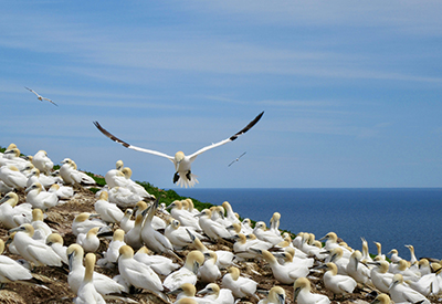Bonaventure Island Bird Sanctuary