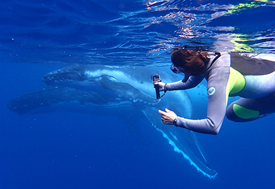 Swimming With Whales
