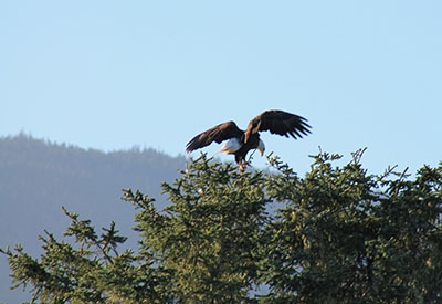 Eagle