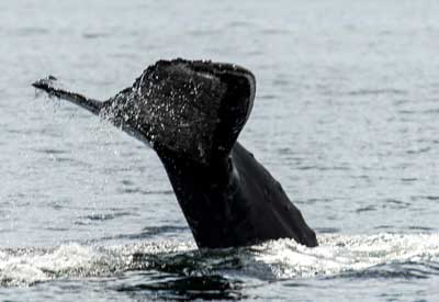Whales