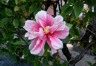 Hibiscus