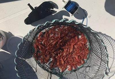 Prawns For Dinner