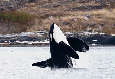 Southern BC Orca