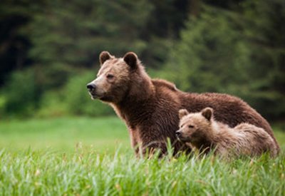 Brown Bears