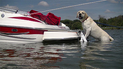 PetLoader1