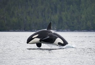 Killer Whale