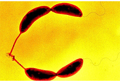 CPS-14-LaColleLaPlusPuissante-400.jpg