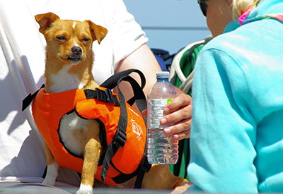 Salus Doggy Lifejacket