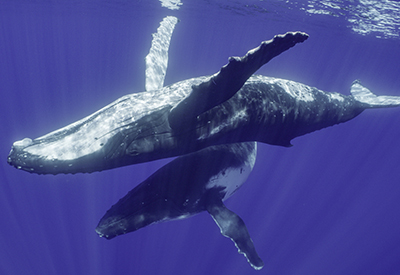 Marine Mammals