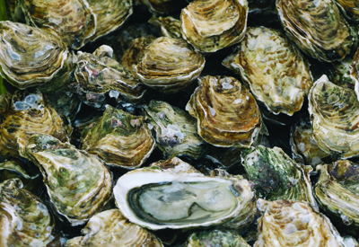 Oyster