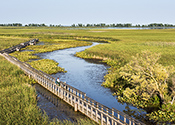 01 MarshPointPelee sm