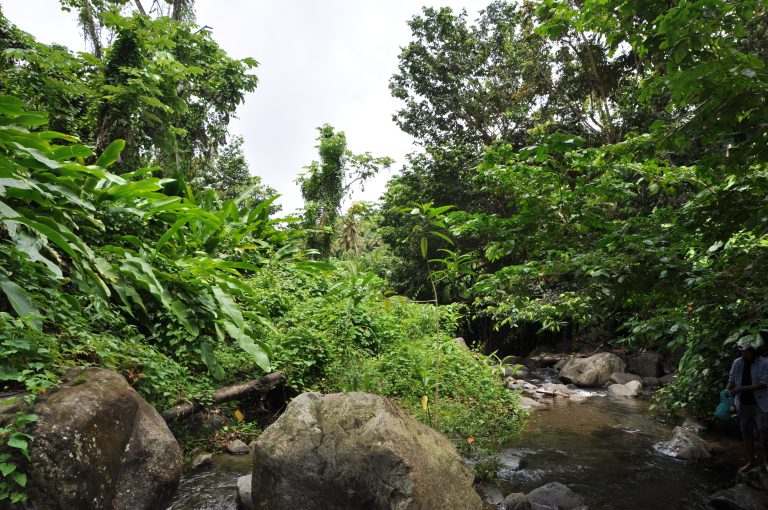 Galley Guys visit Amazona Nest in the St. Vincent Rain Forest