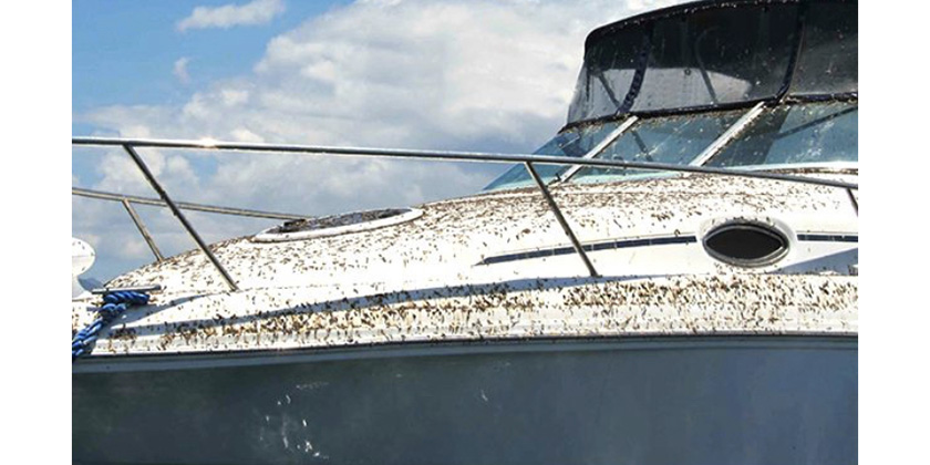 Bird Droppings