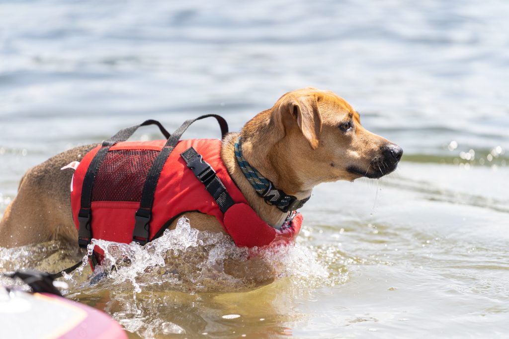 Pooch Gear