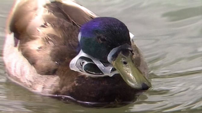 CBC Duck