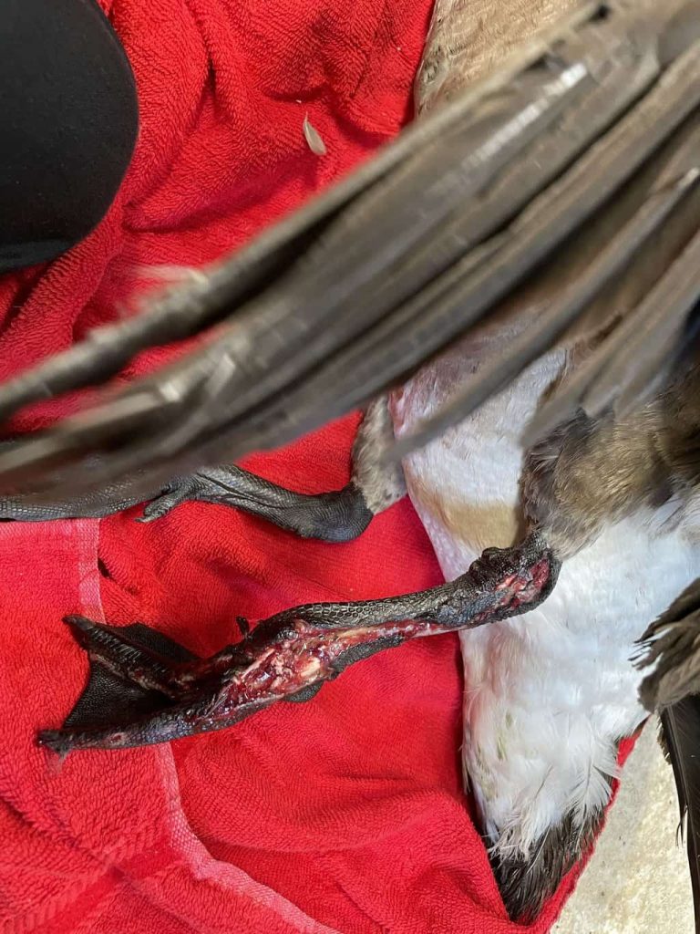 Torn Leg
